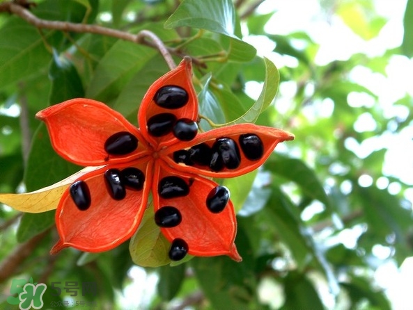 假蘋婆能吃嗎？假蘋婆怎么吃？