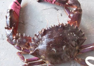 石夾紅是青蟹嗎？青蟹和石夾紅螃蟹的區(qū)別