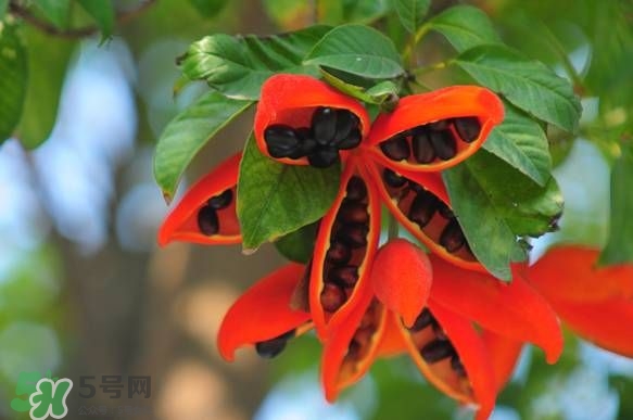 假蘋婆能吃嗎？假蘋婆怎么吃？