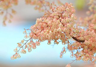 孕婦能吃蘋(píng)婆嗎？孕婦吃蘋(píng)婆對(duì)胎兒好嗎