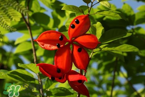 假蘋婆能吃嗎？假蘋婆怎么吃？