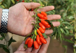 枸杞鮮果怎么吃？吃枸杞鮮果有什么好處