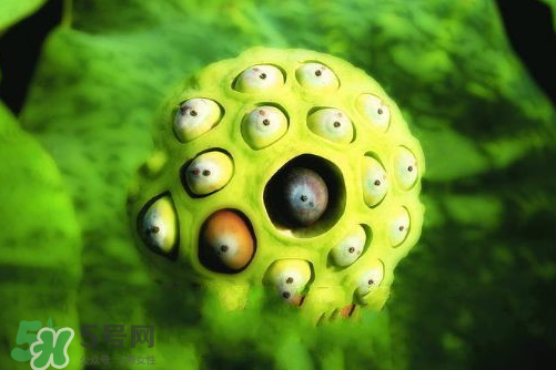 蓮蓬什么味道？蓮蓬好吃嗎？