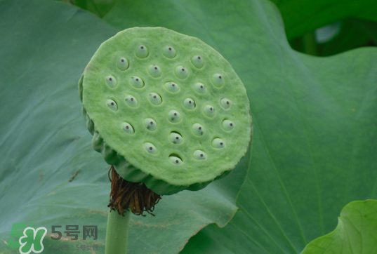 蓮蓬和蓮藕一樣嗎？蓮蓬和蓮藕的區(qū)別