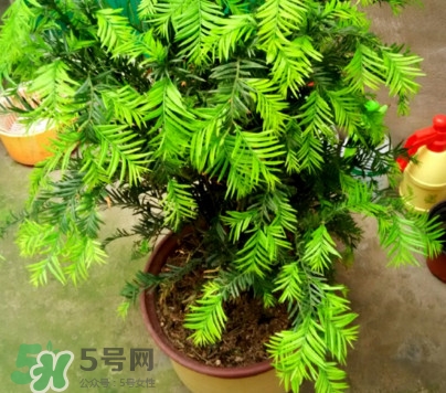 紅豆杉怎么養(yǎng)植？紅豆杉的養(yǎng)殖方法和注意事項