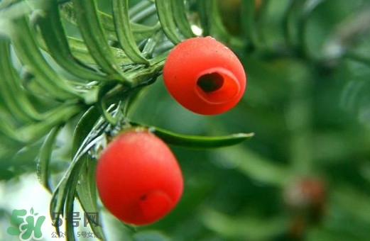 紅豆杉的果實能吃嗎？紅豆杉都有那些品種？