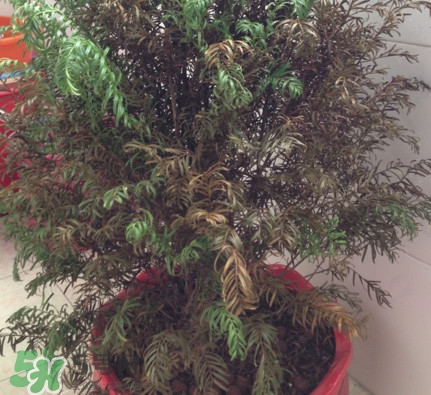 紅豆杉葉子干枯要怎么做？紅豆杉枯萎救治方法