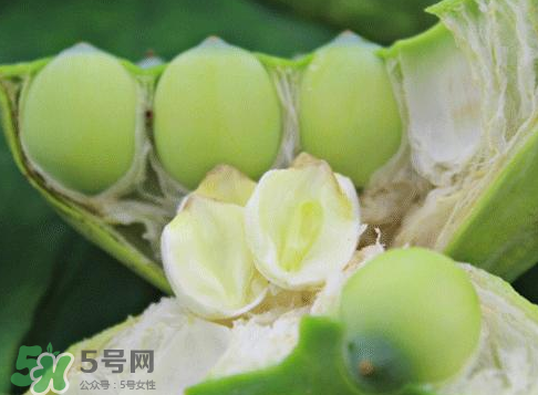 新鮮蓮蓬怎么吃？新鮮蓮蓬的吃法