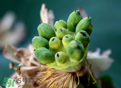 新鮮蓮蓬孕婦能吃嗎？孕婦可以吃新鮮蓮蓬嗎？