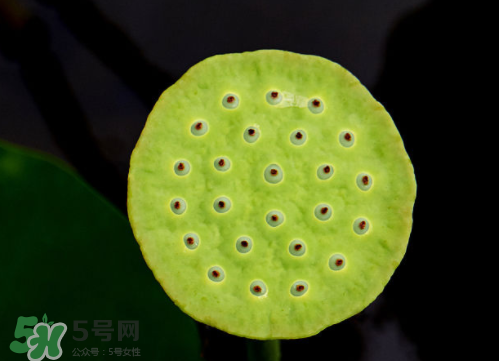 新鮮蓮蓬孕婦能吃嗎？孕婦可以吃新鮮蓮蓬嗎？