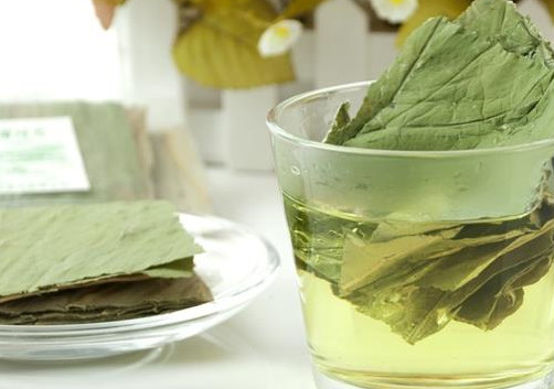 荷葉茶要不要清洗？荷葉茶喝了會上火嗎