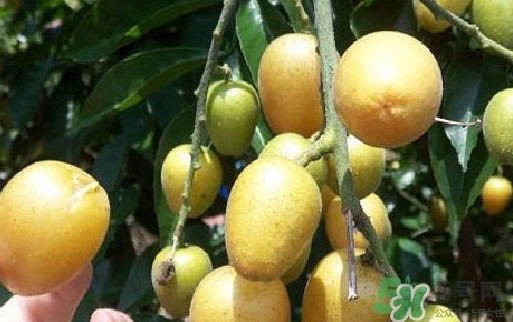 黃皮果核可以種嗎？黃皮果核可以吃嗎