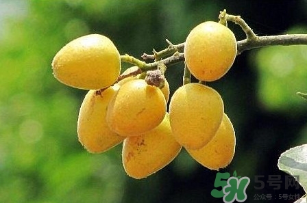 孕婦可以吃黃皮嗎？孕婦吃黃皮有什么好處