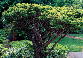 紅豆杉是什么？紅豆杉是裸子植物還是被子植物