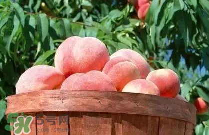 脆桃和軟桃哪個好吃？脆桃跟軟桃有什么區(qū)別？