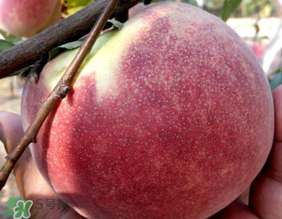 脆桃有什么營(yíng)養(yǎng)？脆桃的營(yíng)養(yǎng)價(jià)值