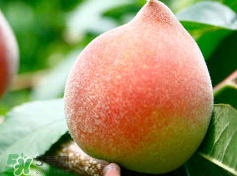 脆桃是什么品種？脆桃什么時候上市