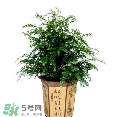 紅豆杉葉子干枯要怎么做？紅豆杉枯萎救治方法