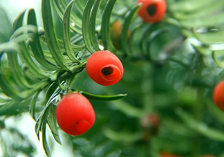 紅豆杉的果實能吃嗎？紅豆杉都有那些品種？