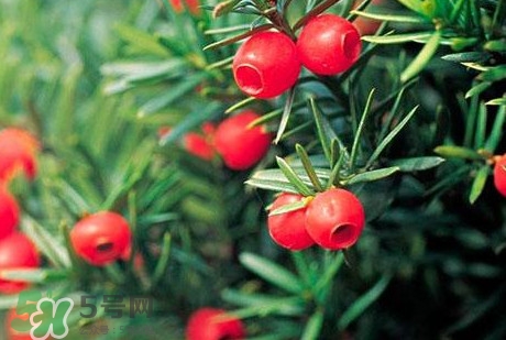 紅豆杉的果實能吃嗎？紅豆杉都有那些品種？