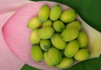 蓮蓬子中間的芯能吃嗎？蓮蓬子的功效與作用