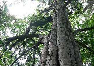 紅豆杉是紅木嗎？紅豆杉是國際幾級保護植物？