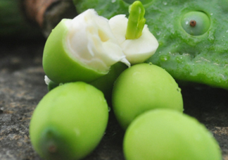 蓮蓬子怎么吃？蓮蓬子可以生吃嗎？