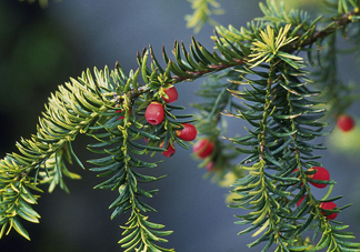 紅豆杉有毒嗎？紅豆杉是否可以直接食用
