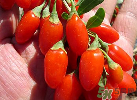 如何辨別枸杞是否新鮮？鮮枸杞可以直接食用嗎