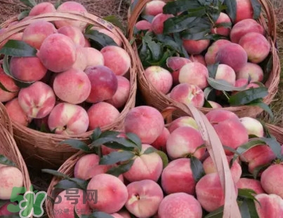 脆桃和軟桃哪個好吃？脆桃跟軟桃有什么區(qū)別？