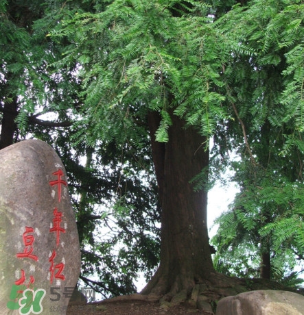 紅豆杉是什么？紅豆杉是裸子植物還是被子植物