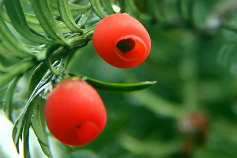 紅豆杉有毒嗎？紅豆杉是否可以直接食用