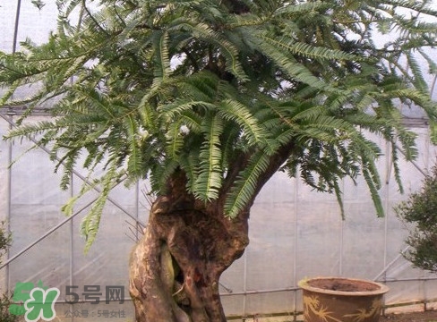 紅豆杉是紅木嗎？紅豆杉是國(guó)際幾級(jí)保護(hù)植物？