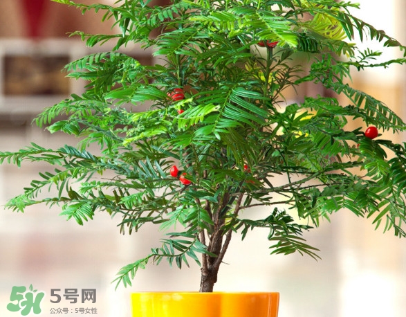 紅豆杉怎么養(yǎng)植？紅豆杉的養(yǎng)殖方法和注意事項