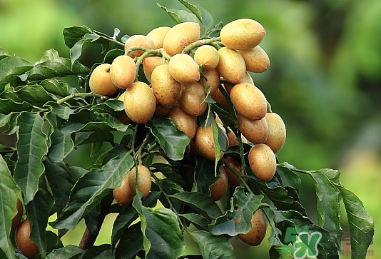 黃皮果核可以種嗎？黃皮果核可以吃嗎