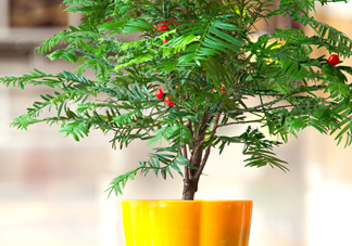 紅豆杉怎么養(yǎng)植？紅豆杉的養(yǎng)殖方法和注意事項