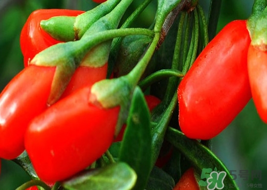 如何辨別枸杞是否新鮮？鮮枸杞可以直接食用嗎