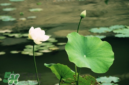 喝荷葉茶能減肥嗎？荷葉茶和什么搭配最好？