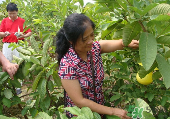 番石榴葉子能治糖尿病嗎？番石榴葉降血糖嗎？