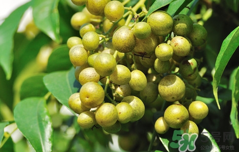 山黃皮怎么做好吃？山黃皮有什么藥用價值