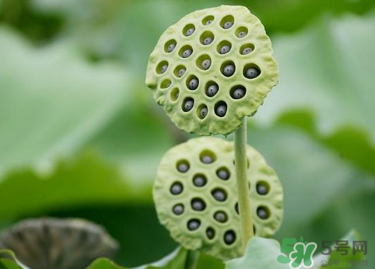 蓮蓬煮雞蛋有什么作用？蓮蓬煮雞蛋的做法