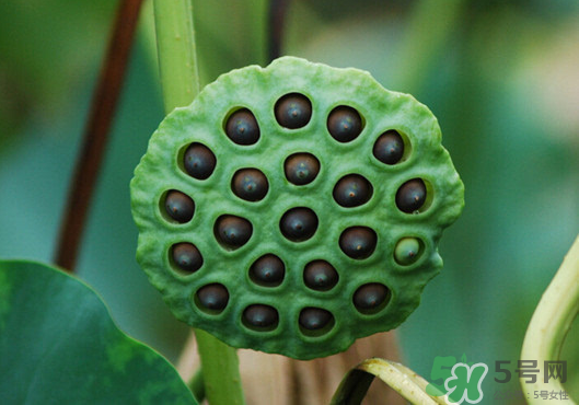 蓮蓬煮雞蛋有什么作用？蓮蓬煮雞蛋的做法