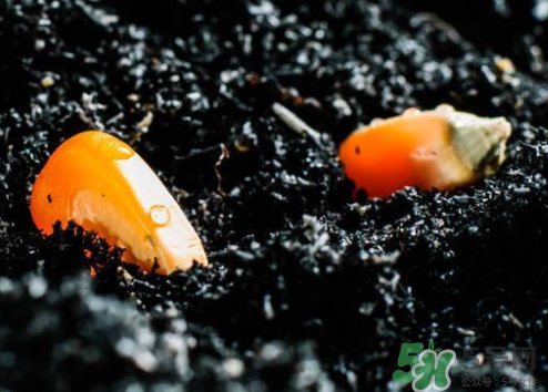 冰糖玉米種子哪里有賣？冰糖玉米種子的銷售地