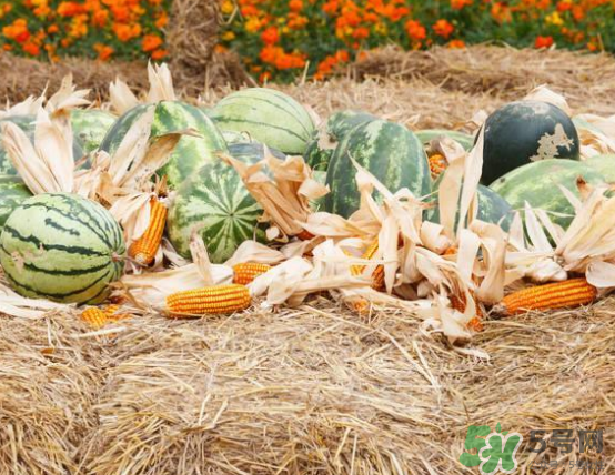 西瓜和玉米能一起吃嗎？西瓜和玉米能同時吃嗎？