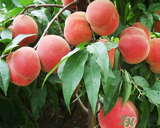 玉米和桃子能一起吃？桃子可以和玉米一起吃嗎？