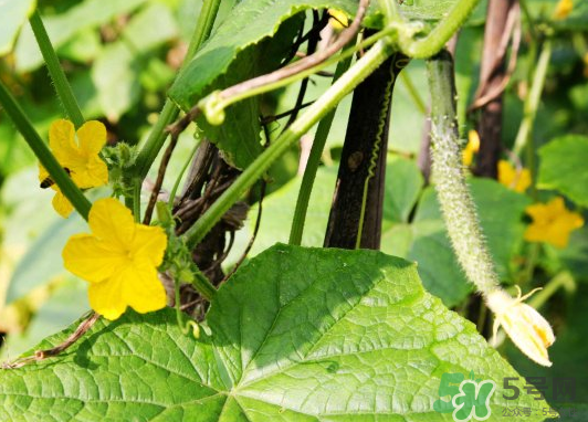 小暑種什么菜？小暑為什么要種牽?；ǎ?></p><h3>小暑種什么菜</h3><p>生菜</p><p>7月初播種育苗，8月初定植，9月上旬出地。莖椰菜：7月中旬播種育苗，8月中下旬定植，12月中旬出地。</p><p>青菜</p><p>7月中旬開始播種育苗，9月上旬出地。</p><p>秋西瓜</p><p>7月上中旬直播。選用耐熱、抗病、生育期短、品質(zhì)好的早熟或中早熟品種。</p><p style=