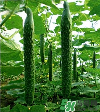 頂花的黃瓜是打了激素嗎?頂花的黃瓜可以吃嗎? 頂花的黃瓜是打了激素嗎?頂花的黃瓜可以吃嗎?