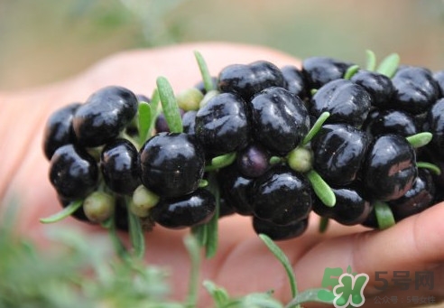 黑枸杞能降血糖嗎？血糖偏高能吃枸杞嗎