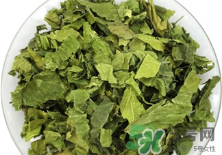 桑葉洗頭的作用 桑葉洗頭的功效 桑葉洗頭的作用 桑葉洗頭的功效