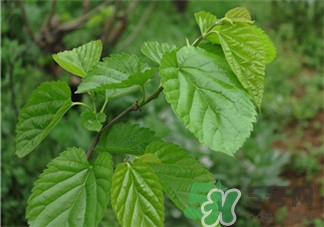 桑葉洗頭的作用 桑葉洗頭的功效 桑葉洗頭的作用 桑葉洗頭的功效